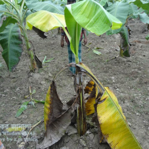 কলার পানামা রোগ