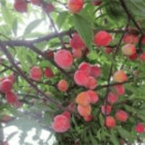 বারি আলুবোখারা-১