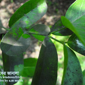 করমচার সুটিমোল্ড রোগ