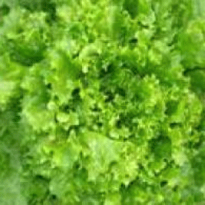 বারি লেটুস-১