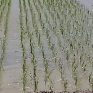 লাইন লোগো পদ্বতি