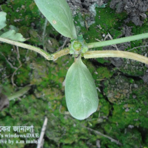 তরমুজের কাটুই পোকা