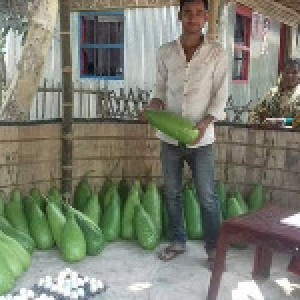 কারলকশন পয়েন্টে সবজি সংগ্রহ