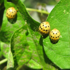 শিমের কাঁঠালে পোকা