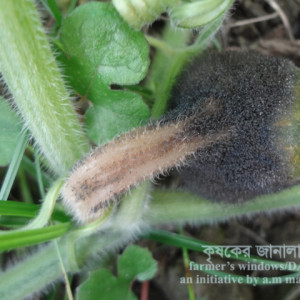 মিষ্টি লাউয়ের এস্পারলিজ ফল পচা রোগ