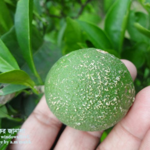 কমলার স্ক্যাব বা দাদ রোগ